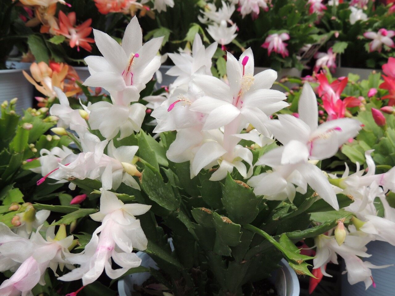 Christmas cactus.